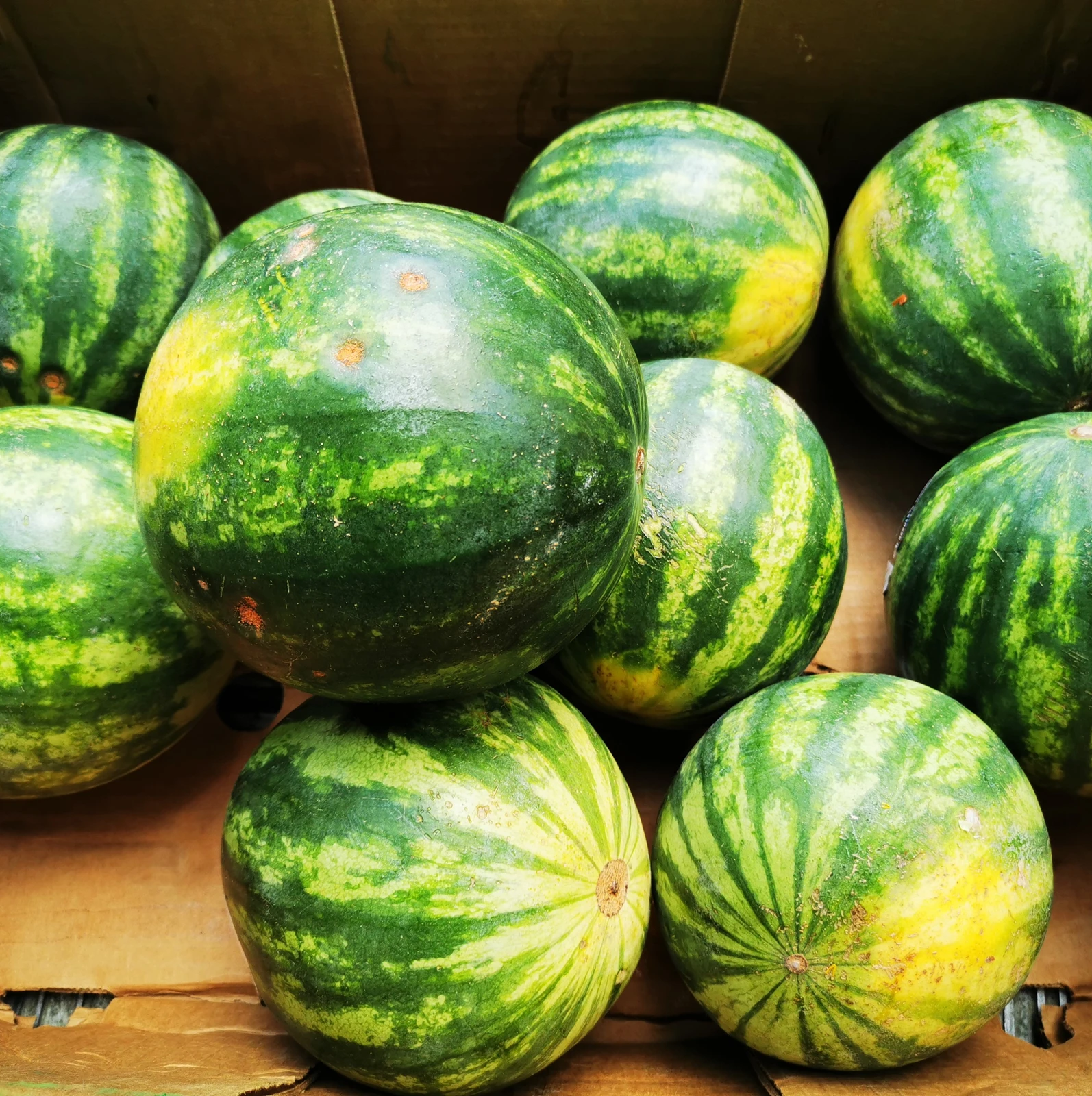 Rescued Food Watermelon.jpg
